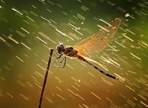 蜻蜓戲水