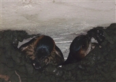 燕夫妻築巢--楊林森攝影作品