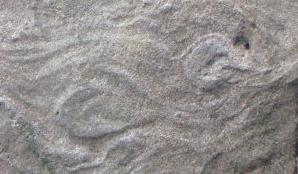 劉策攝影：黃山古代化石