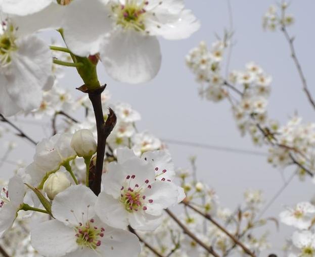 梨花朵朵開 黃長江攝影作品