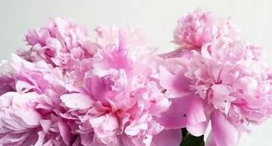 媽媽的花兒粉色康乃馨  劉娟攝影作品