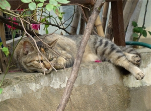 小懶貓 楊陽攝影作品