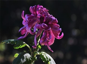 紫菊 楊陽攝影作品
