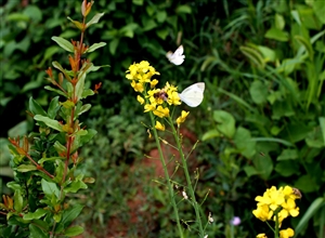 《春天的蝴蝶》攝影：李新文