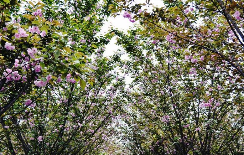 櫻花繽紛 春風習習