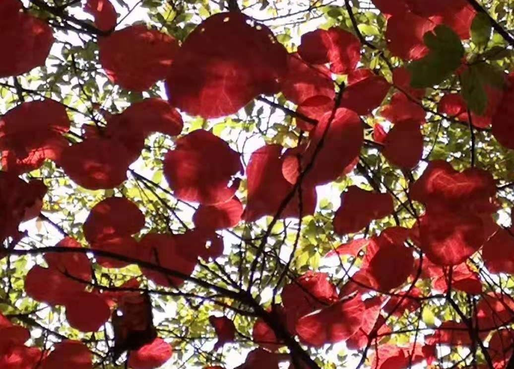 霜葉紅於二月花