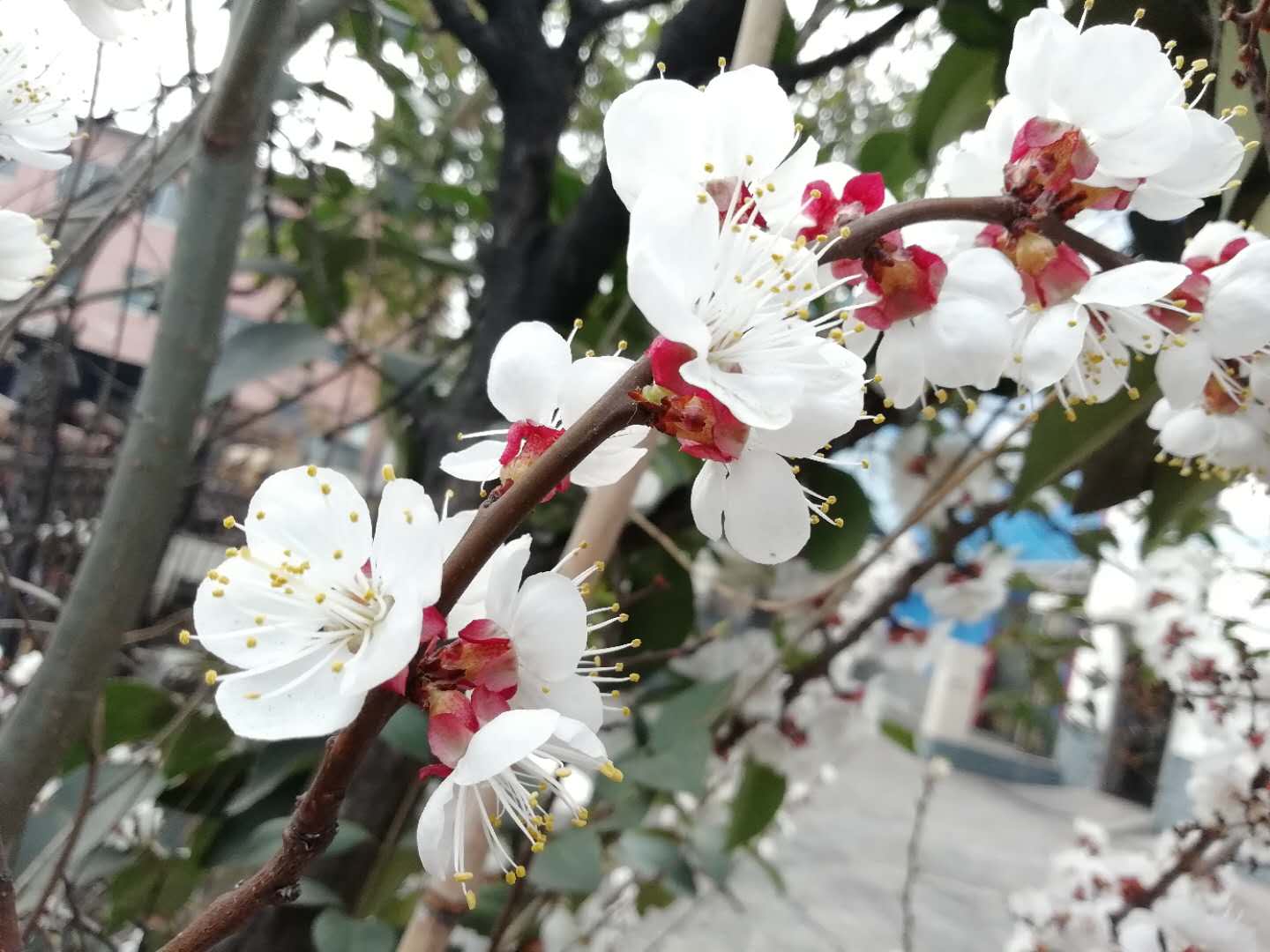 三月杏花笑春風