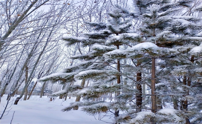 瑞雪初降
