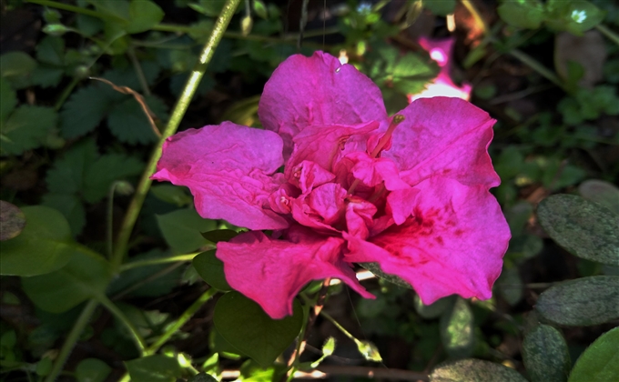深居抗疫情，不知春來早。庭院花爭豔，青草叢中笑。---何建民