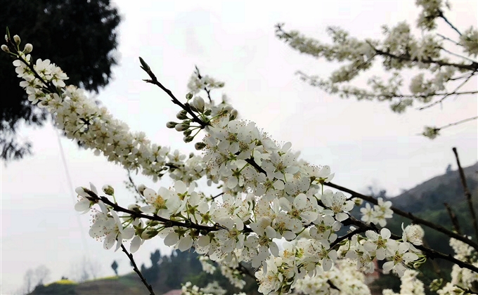 草長鶯飛 三月天，遍地花紅醉春煙---何建民