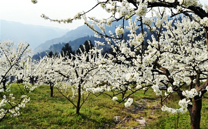 又到李花盛開時，萬樹凝霜壓枝低。---何建民