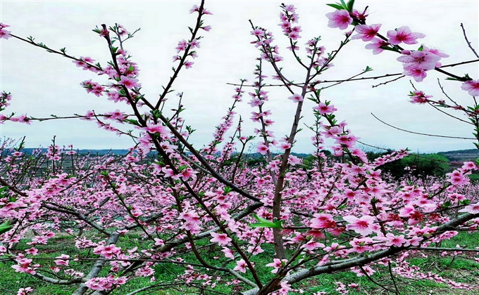疫後春光依舊在，映日桃花別樣紅。---何建民