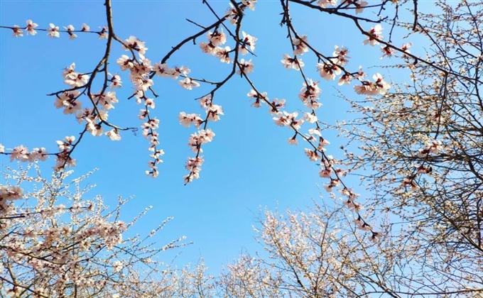 花枝招展