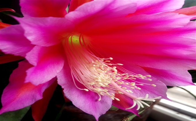 花蕊