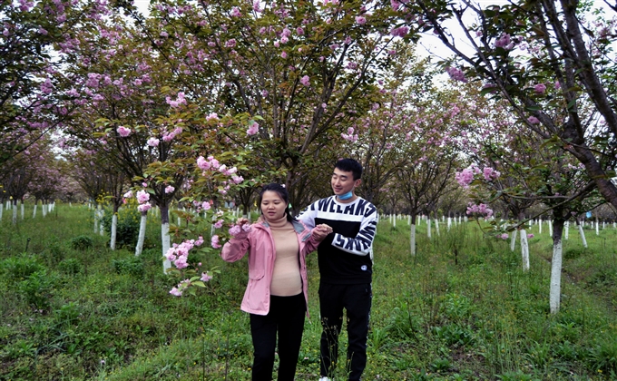 勝日尋芳太極島，繽紛櫻花映佳偶---何建民