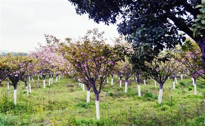 太極島上春又歸，草長鶯飛櫻花紅---何建民