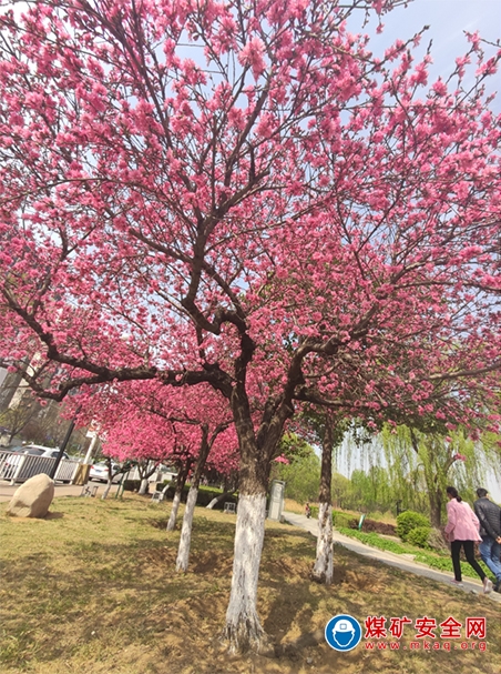 春花、情人