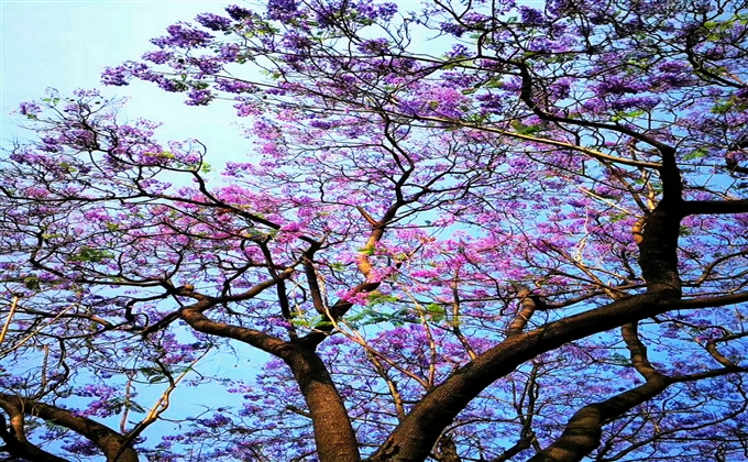 盛開的藍花楹---何建民