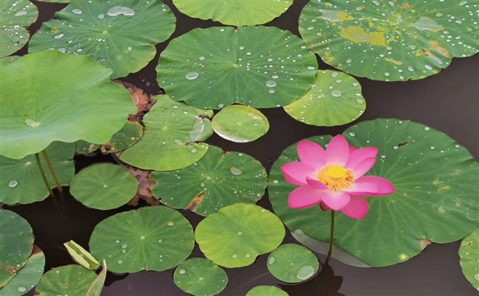 蓮花