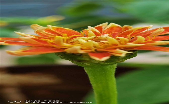 花的海洋