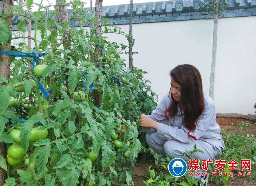 陝北礦業湧鑫公司沙梁煤礦：小菜園，大豐收