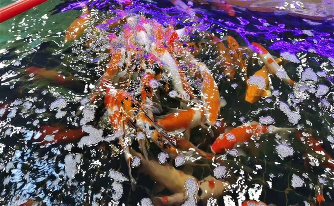 年年有餘
