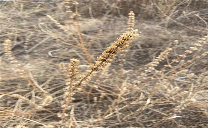 野天麻