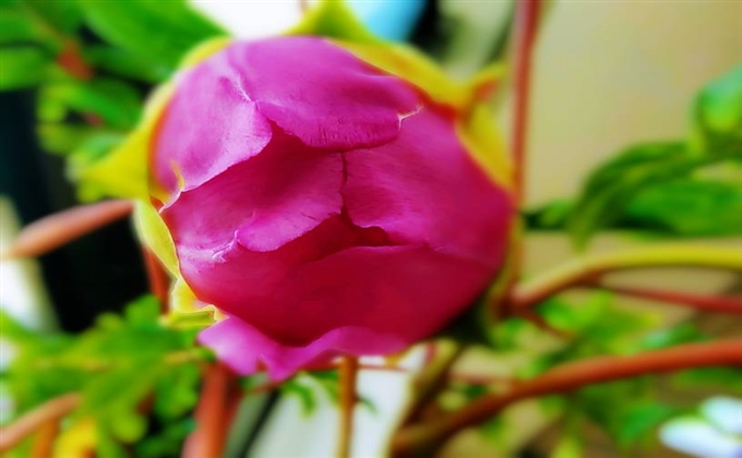 牡丹花開