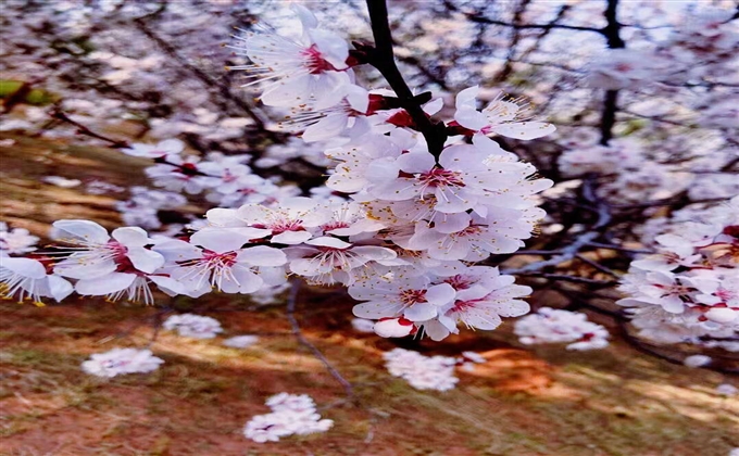 雲中白鶴