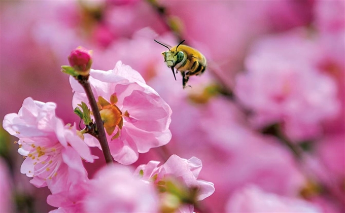 蜂花獨處