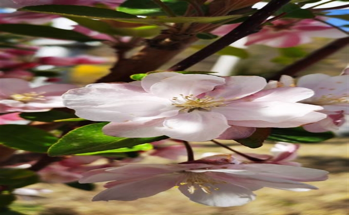 花開正當時
