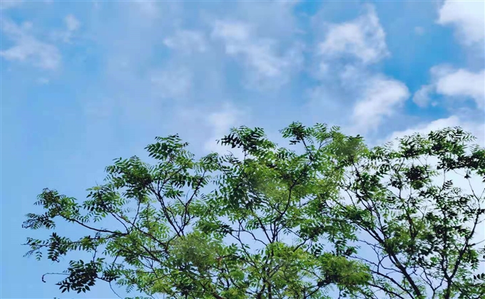 浮雲