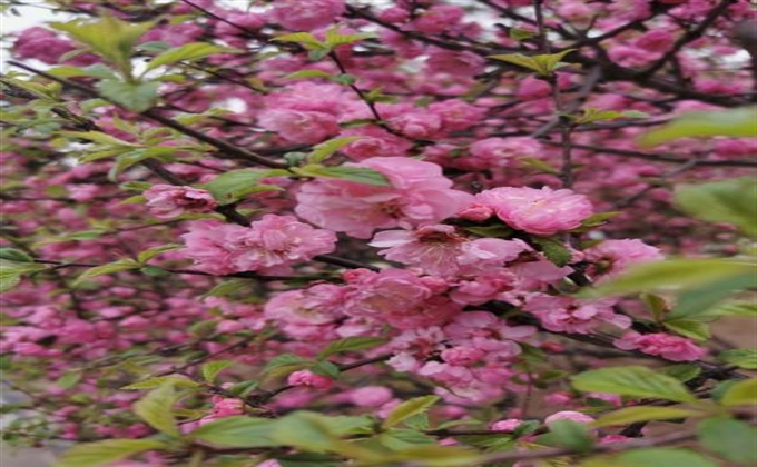 春上枝頭