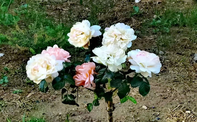 花開正豔