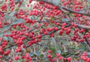 遍山野果紅豔豔（羅淦介攝影作品）