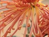 初冬拍菊 王世達攝影作品