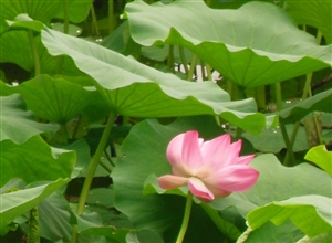 荷花 李歡攝影作品