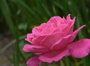 雨後花兒 宋英莉攝影作品