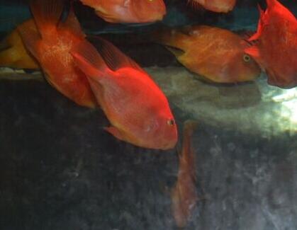 小紅魚 吳鵬程攝影作品