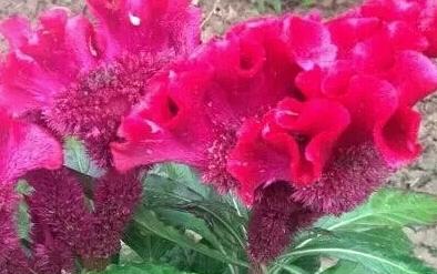 雞冠花 吳鵬程攝影作品