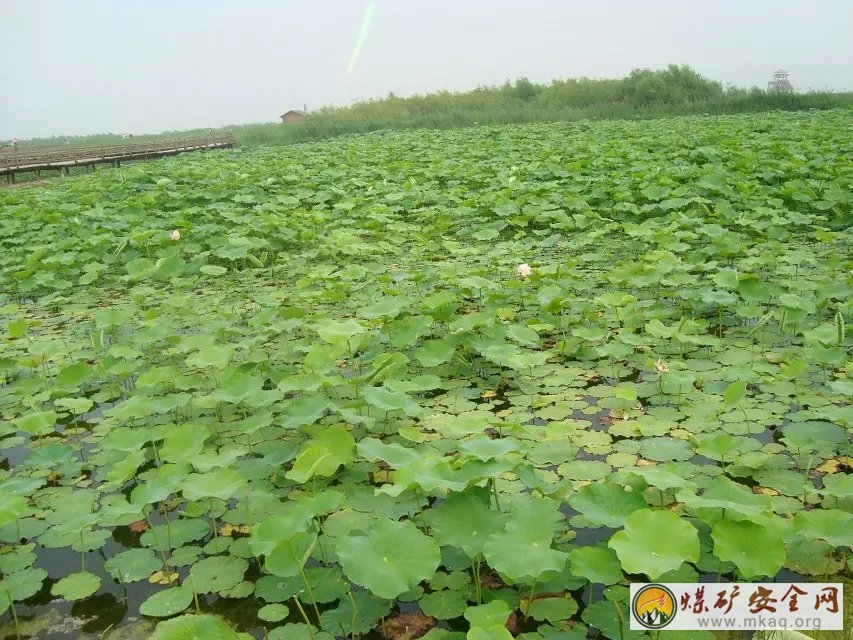 荷葉滿塘 陳小豔攝影作品