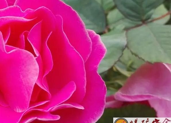 花開富貴 陳小豔攝影作品