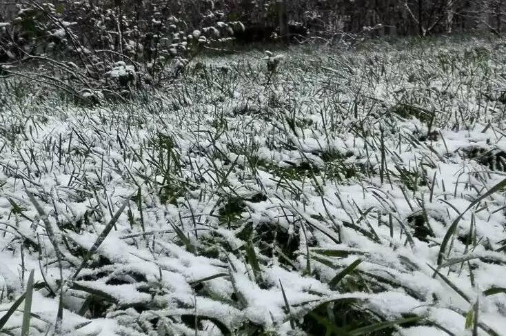 冬雪 陳小豔攝影作品