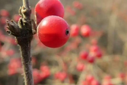 紅果 陳小豔攝影作品
