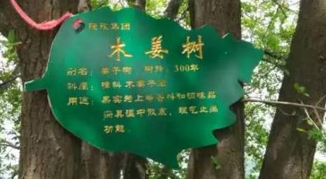 木薑樹 張靜攝影作品