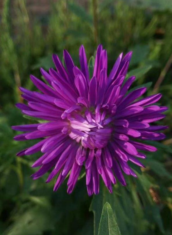翠菊