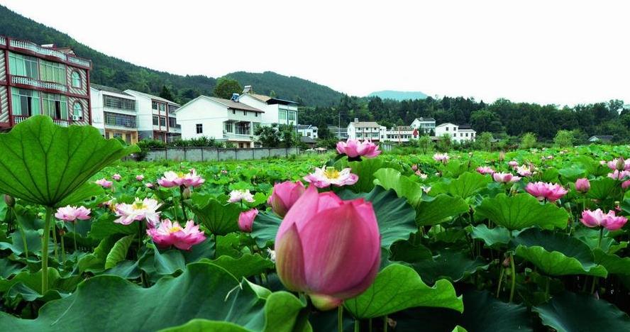 荷韻 何建民攝影作品