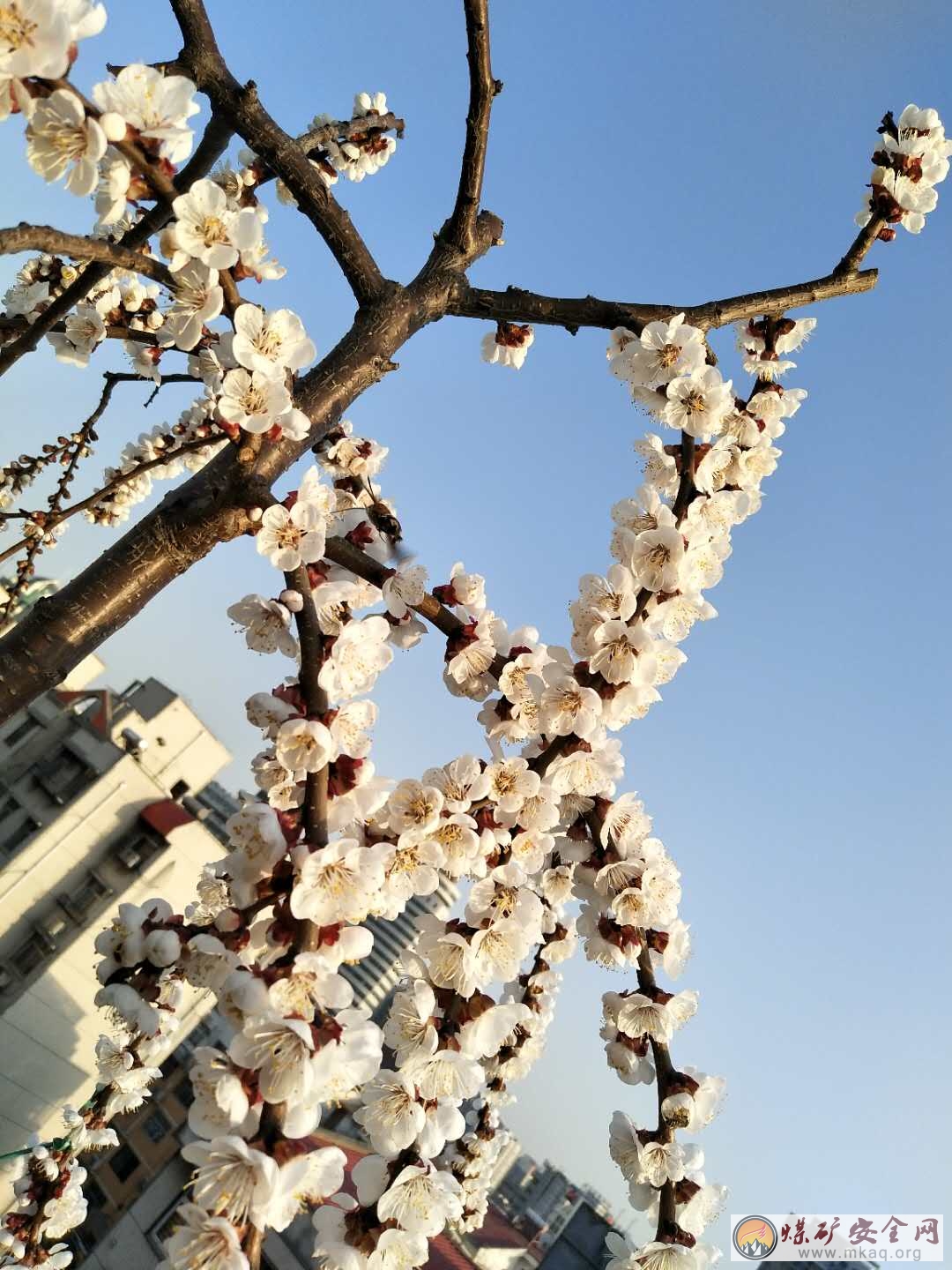蜜蜂鬧春
