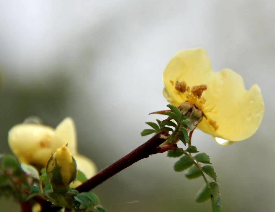 雨後黃花露珠落-趙延鴿