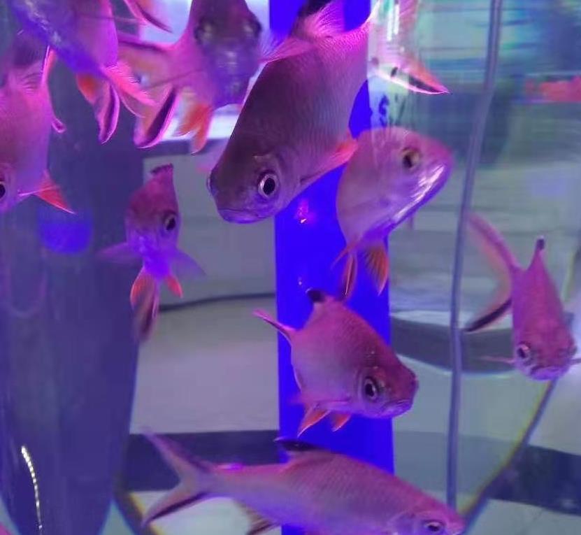 悠悠魚兒水中遊-趙小寧